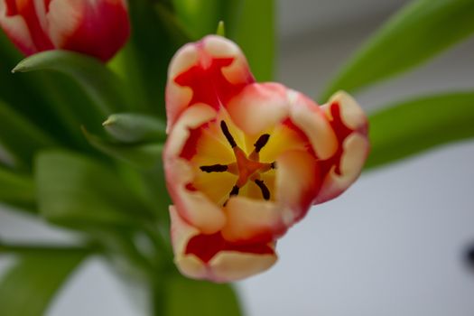 Tulip Bud close-up. Flowers. Romance love spring