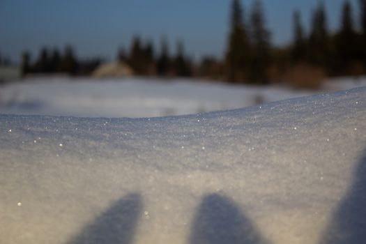 Winter forest with spruces covered with snow in forest. Spruces in snow stand in winter wood.