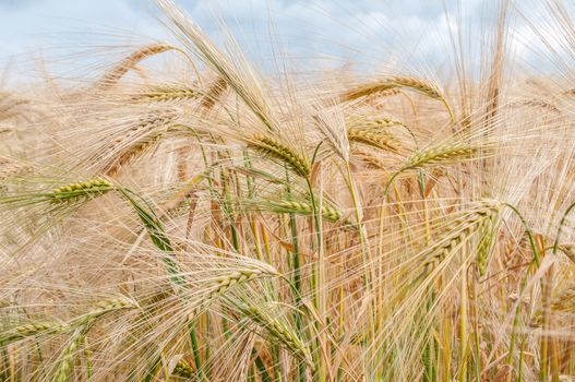 barley ripening in the sun