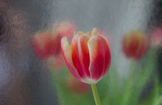 Tulip Bud close-up. Flowers. Romance love spring