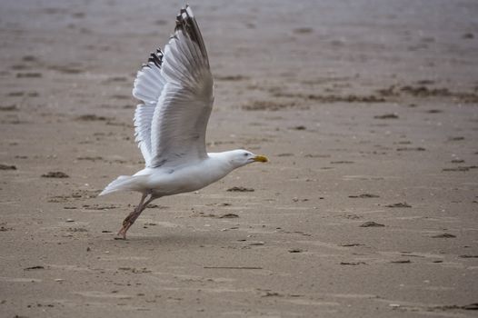 Seagull standing on the beach ready to fly
