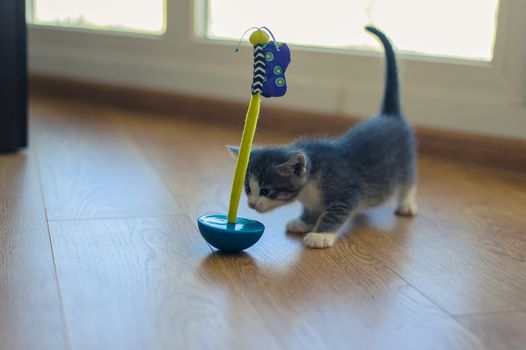 gray kitten is played with a round-bottomed toy on a wooden floor