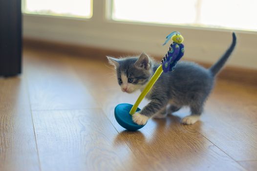 gray kitten is played with a roly-poly toy on a wooden floor