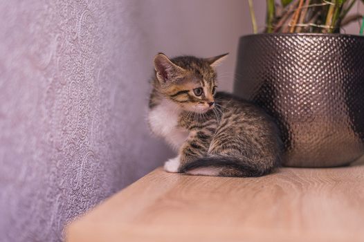 kitten sits on a table near a flowerpot and a purple wall