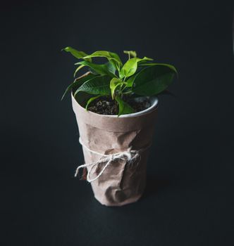 plant in a white pot on a black background