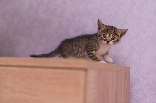little striped kitten sits on a wooden table near the pink wall