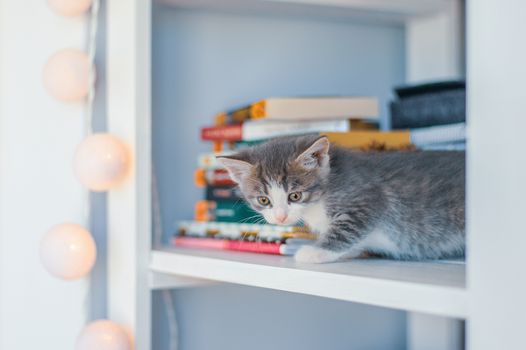 Gray kitten sits on white shelves near books and round lamps.