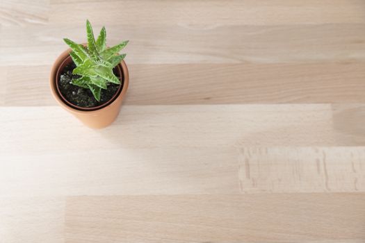 Young Aleo Vera plant in a little pot on a laminated wooden office table