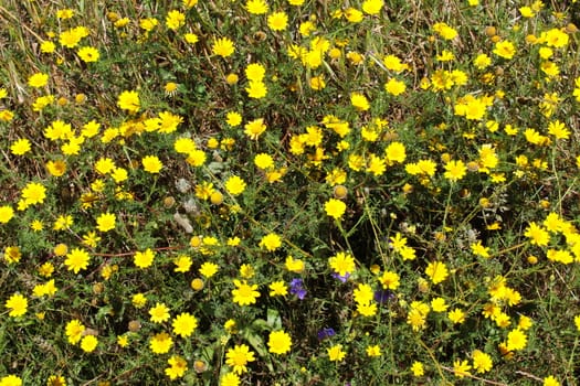 Lots of yellow daisy flowers in the meadow. Beja, Portugal.