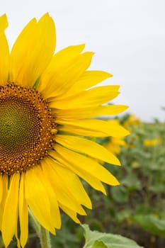 Close-up of long yellow petals of a blooming sunflower against the background of a field with sunflowers