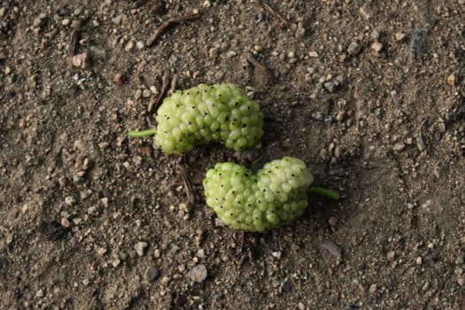 Two green unripe fruits of white mulberry on the ground. Morus alba, white mulberry.