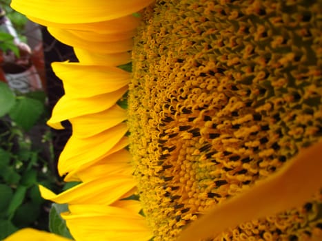 Yellow sunflower with pollen and petals close up