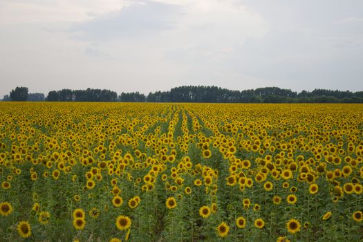 A large field of sunflowers in summer. Sunflowers for seeds and oil