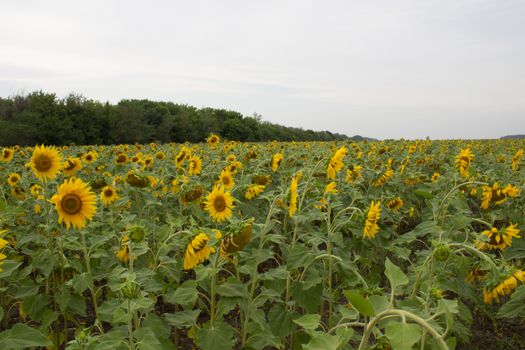 A large field of sunflowers in summer. Sunflowers for seeds and oil