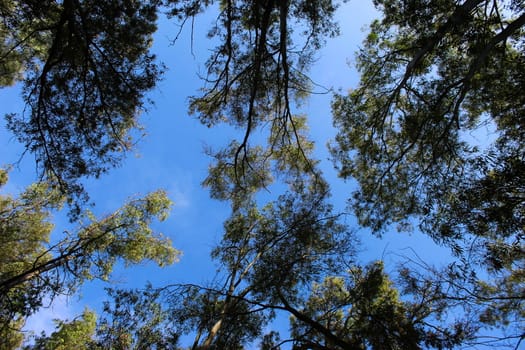 Forest, trees, branches, leaves, and blue sky background. Beja, Portugal.
