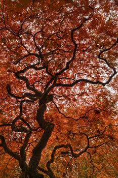 Red Japanese tree with autumn leafs color at the bench of a calm canal