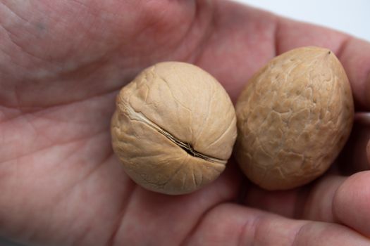 walnuts food nut in hand on white background isolation.