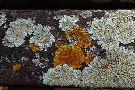 Fungus ecosystem on wood bench. Beja, Portugal.