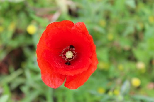 Close up of a red poppy flower on a green background. Beja, Portugal.