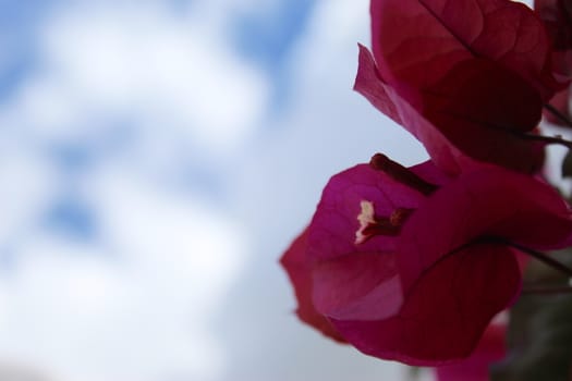 Great bougainvillea opposite the cloudy sky. A beautiful flower. Beja, Portugal.