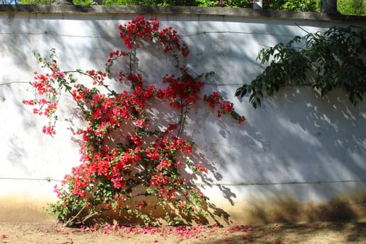 Bougainvillea spectabilis, known as great bougainvillea. Along the white wall. Beja, Portugal.