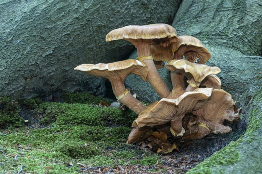 Mushroom growing in the bush and the shadow of the trees