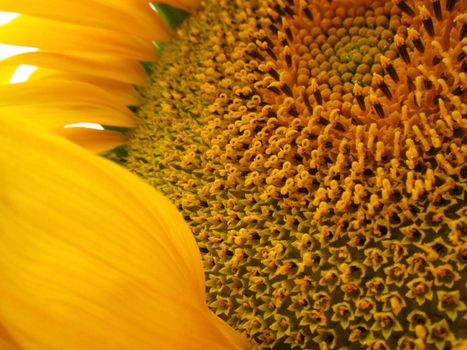 Yellow sunflower with pollen and petals close up