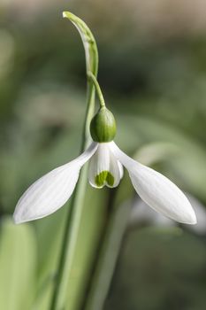 White snowdrop flower blooming in the edge and bright areas of the bushes