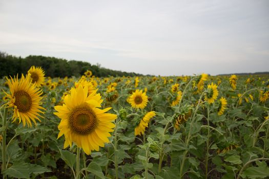 A large field of sunflowers in summer. Sunflowers for seeds and oil