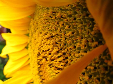 Yellow sunflower with pollen and petals close up