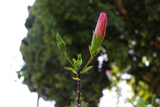 Macro of unopened hibiscus flower. Hibiscus rosa-Sinensis, Chinese hibiscus, China rose, Hawaiian hibiscus, rose mallow, shoeblack plant. Beja, Portugal.