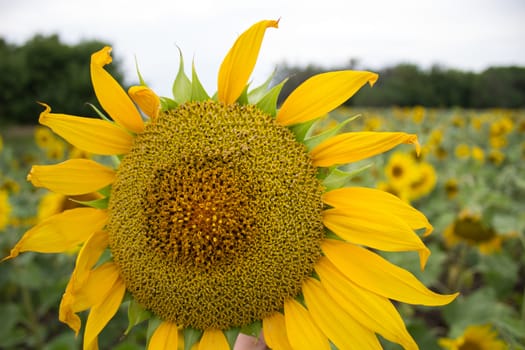 Close-up of long yellow petals of a blooming sunflower against the background of a field with sunflowers