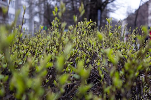 Young spring leaves from the buds of garden shrubs. Budding buds of garden plants. Early spring in the garden. Close up. Part of the image is out of focus.