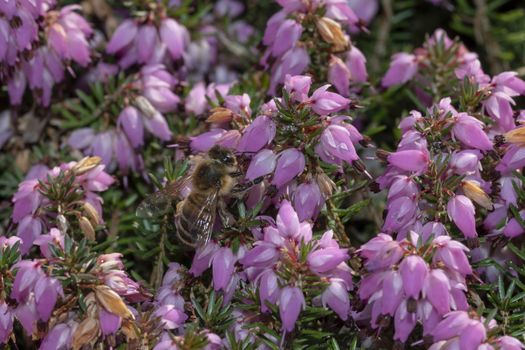 Closeup view of a bee surfing on violet calluna vulgaris flowers