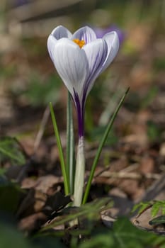 Close up of white purple crocus flower blooming at the early spring against brown dried last year fallen leafs and waiting for bees