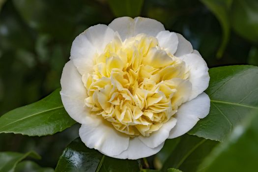 Close up of a white Camellia flower blooming under the late winter sun lights