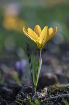 Closeup of a yellow crocus flower against a blur background