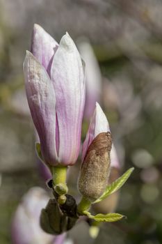 Closeup of magnolia blossom under a bright early spring sun light blooming calmly and smoothly