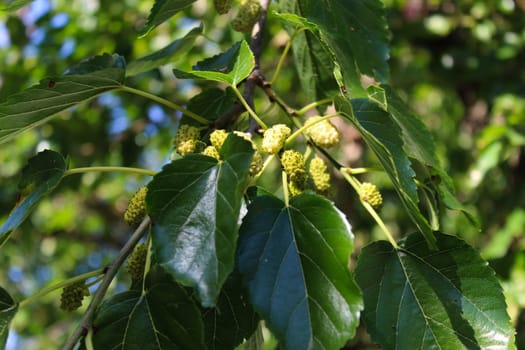 A green mulberry that has begun to ripen on a branch with leaves. Beja, Portugal.