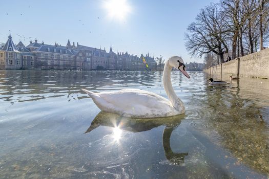 White swan swimming on the pond of Hofvijver, the Dutch parliament building and under a bright and warm late winter sun light, The Hague, Netherlands