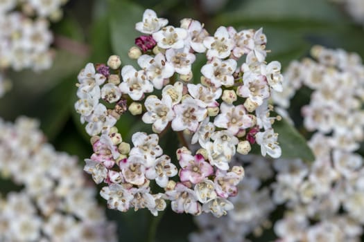 Closeup of Viburnum Tinus flower blossom at the early spring time