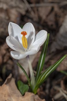 Closeup of a white crocus flower against a blur soil color background