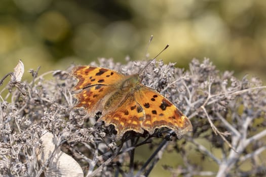 Polygonia c-album (comma) butterfly resting on a dried flower under the sun light