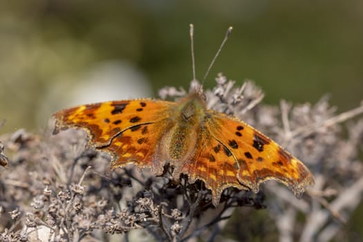 Polygonia c-album (comma) butterfly resting on a dried flower under the sun light