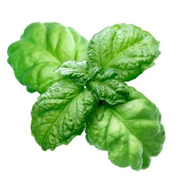 Lettuce leaf basil (Bolloso Napoletano, Valentino). Clipping path, infinite depth of field
