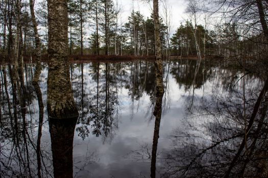 Majestic view tower in swamp in day. Calm and peaceful place for meditation.