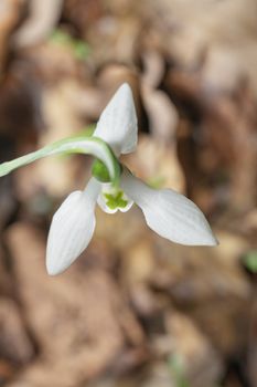 Up down view of a white snowdrop flower blooming in the edge and bright areas of the bushes