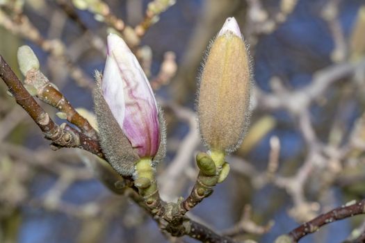 Closeup of magnolia blossom under a bright early spring sun light blooming calmly and smoothly