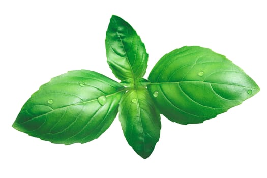Fresh green basil (basilicum ocimum), organic, Genovese variety. Clipping path, infinite depth of field