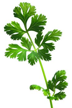 Coriander ( Coriandrum sativum) or cilantro, Chinese parsley, dhania fresh leaves. Clipping path, infinite depth of field